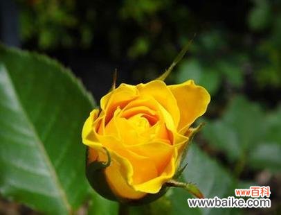 探索黄玫瑰的花语与意义 黄玫瑰的象征意义