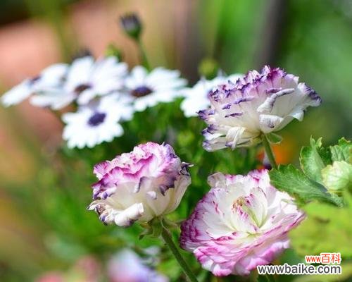 阳光少女象征可爱 可爱花语——以向日葵为例