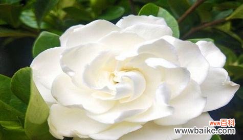 探寻向日葵的花语 以向日葵的花语为主题的快乐之旅