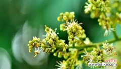 花开宽容 宽容之花