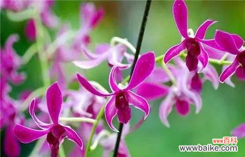 用宽恕点亮心灵的一盏灯 以百合花的花语为主题的《宽恕的力量》