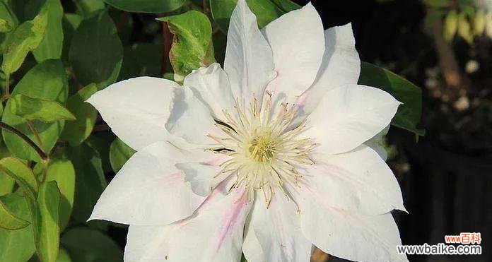 用宽恕点亮心灵的一盏灯 以百合花的花语为主题的《宽恕的力量》