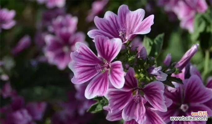 用宽恕点亮心灵的一盏灯 以百合花的花语为主题的《宽恕的力量》