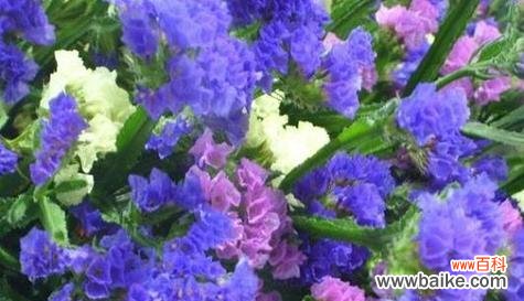 唤起内心愧疚 忏悔之花——以梅花为主题的花语文章