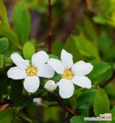 唤起内心愧疚 忏悔之花——以梅花为主题的花语文章