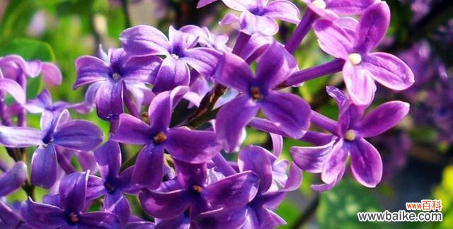 以什么花的花语是冷漠无情 冷漠无情