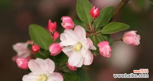 百合花语揭示的深情离别 离别的爱情