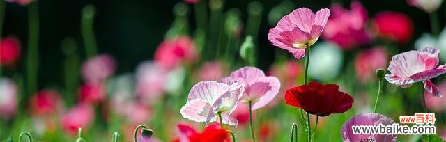 百合花语揭示的深情离别 离别的爱情