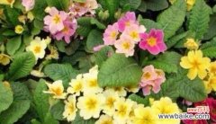 以菊花为例 离别之花