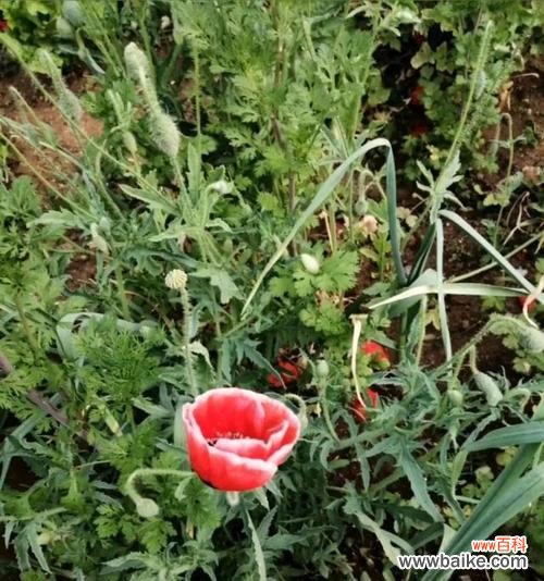 以菊花为例 离别之花