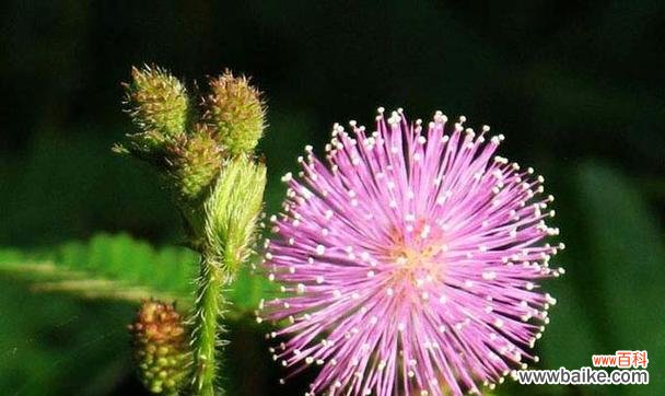 玫瑰花语的浪漫之道 用玫瑰花的花语表达恋人之间的情感