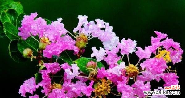 百合花语 美好花语