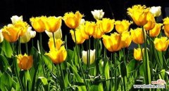 百合花语 美好花语