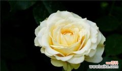 探索黄玫瑰象征的温暖与友谊之美 黄玫瑰的花语与意义