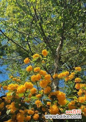 美丽与温暖之花的象征——黄玫瑰 黄玫瑰的代表意思及寓意