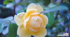 探究黄玫瑰的情感表达和象征意义 黄玫瑰花语的深刻内涵