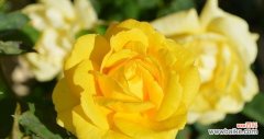 每朵黄玫瑰都有着独特的含义 黄玫瑰花语