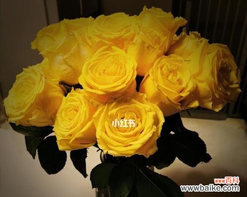 探寻黄玫瑰的秘密 黄玫瑰花语的深意