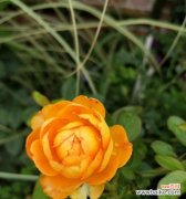 黄玫瑰花的象征意义及其文化内涵 黄玫瑰花的代表寓意