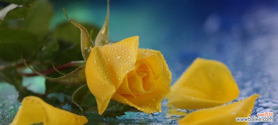 黄玫瑰花的象征意义及其文化内涵 黄玫瑰花的代表寓意