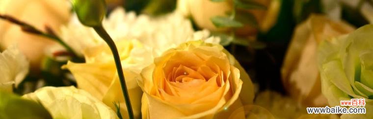 探寻黄蔷薇的花语 黄蔷薇花语的意义及象征解读