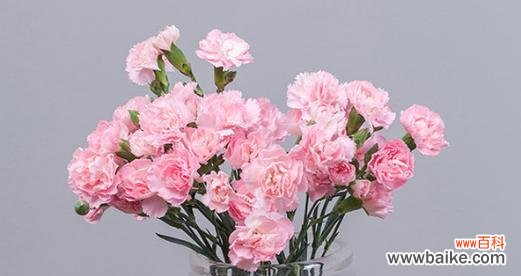 黄色康乃馨花语传递幸福与温暖 黄色康乃馨花语