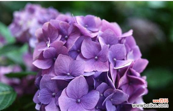 一朵花的美丽与梦想 梦幻之花——向往梦境的花语