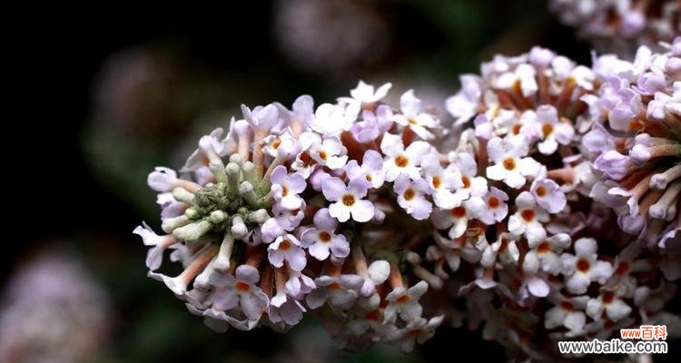 寻找迷失的方向与心灵的出口 探寻迷茫的花语之旅