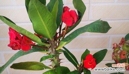 百合花的花语与情感寓意 相伴一生的花语——以百合花为主题的表达