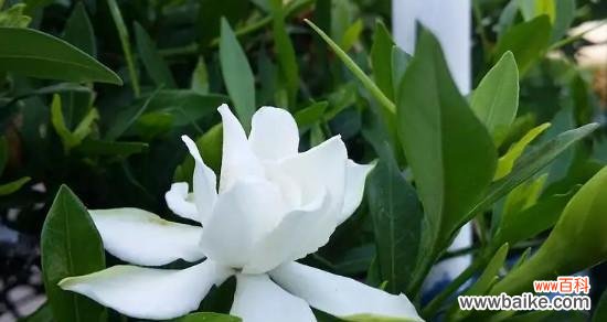 百合花的花语与情感寓意 相伴一生的花语——以百合花为主题的表达