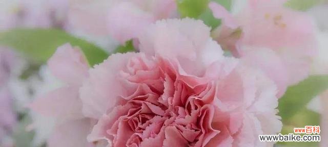 以康乃馨花语让亲人平安回家 平安归来,花语寄托