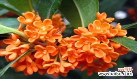 太阳般的笑容传递幸福与安宁 平安喜乐之花