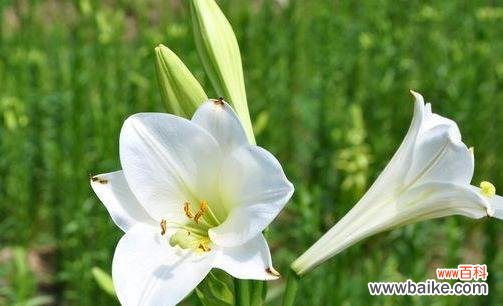 花开寄平安 祝福平平安安——以白菊花的花语为主题的文章