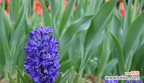 绽放黄色芬芳 黄色风信子