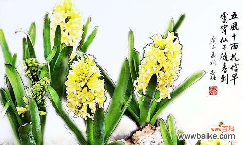 绽放黄色芬芳 黄色风信子