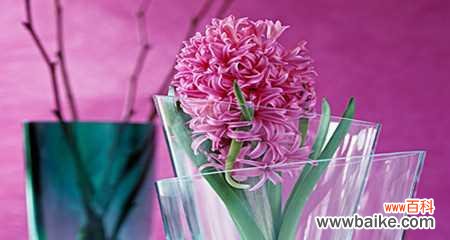 绽放黄色芬芳 黄色风信子