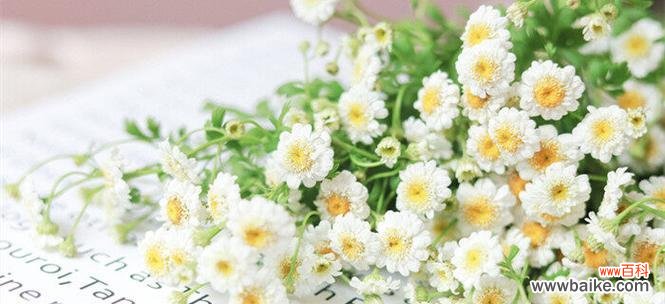 黄色雏菊的花语和寓意