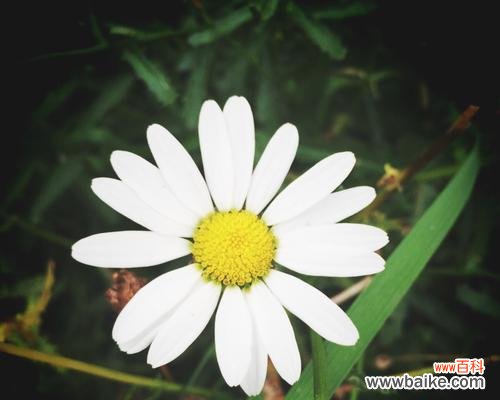 黄色雏菊的花语和寓意