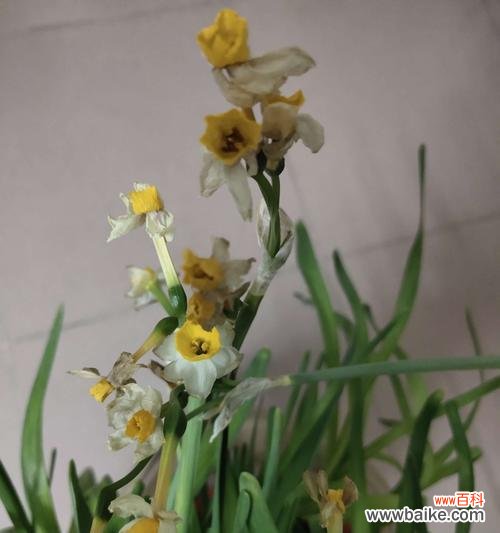 花海里绽放的温暖与力量 黄水仙花