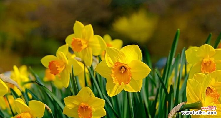 花海里绽放的温暖与力量 黄水仙花