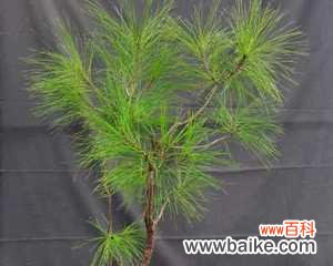 中国文化中的黄山松意义探究 黄山松