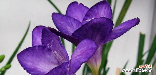 探索黄色紫罗兰的深意 以黄色紫罗兰花语