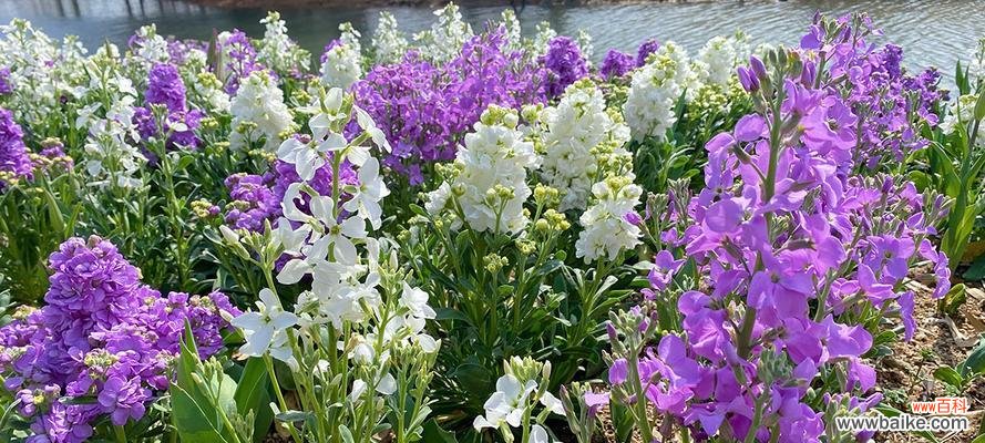 探索黄色紫罗兰的深意 以黄色紫罗兰花语