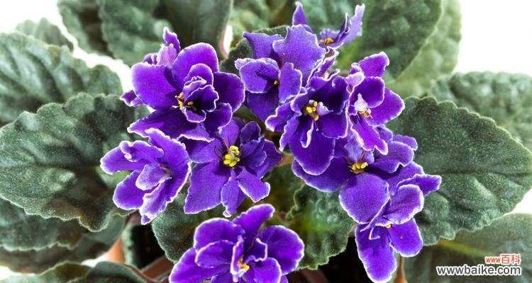 探索黄色紫罗兰的深意 以黄色紫罗兰花语