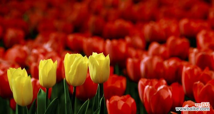 传递希望的黄色鲜花 黄色郁金香的花语