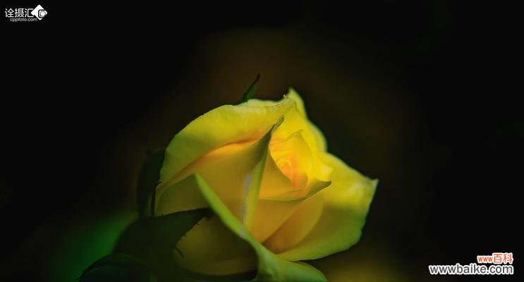 黄色玫瑰 黄色玫瑰的象征意义