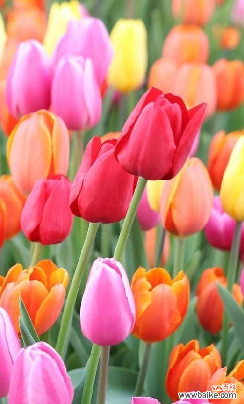 用黄郁金香传递无尽的希望 黄郁金香的花语——热情与希望