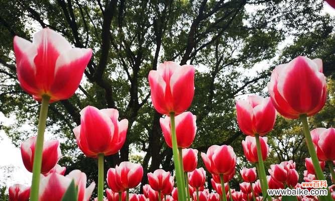 用黄郁金香传递无尽的希望 黄郁金香的花语——热情与希望