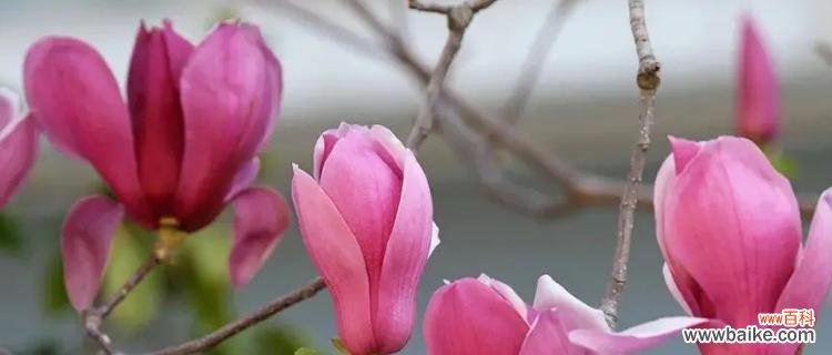 黄玉兰花的美丽与意义 黄玉兰花的寓意与象征