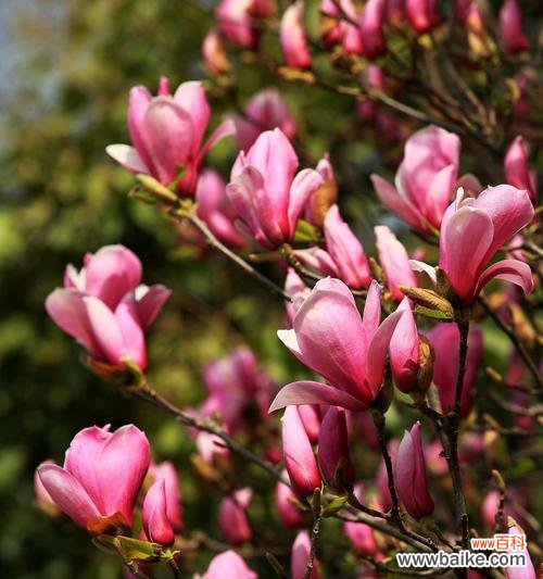 黄玉兰花的美丽与意义 黄玉兰花的寓意与象征